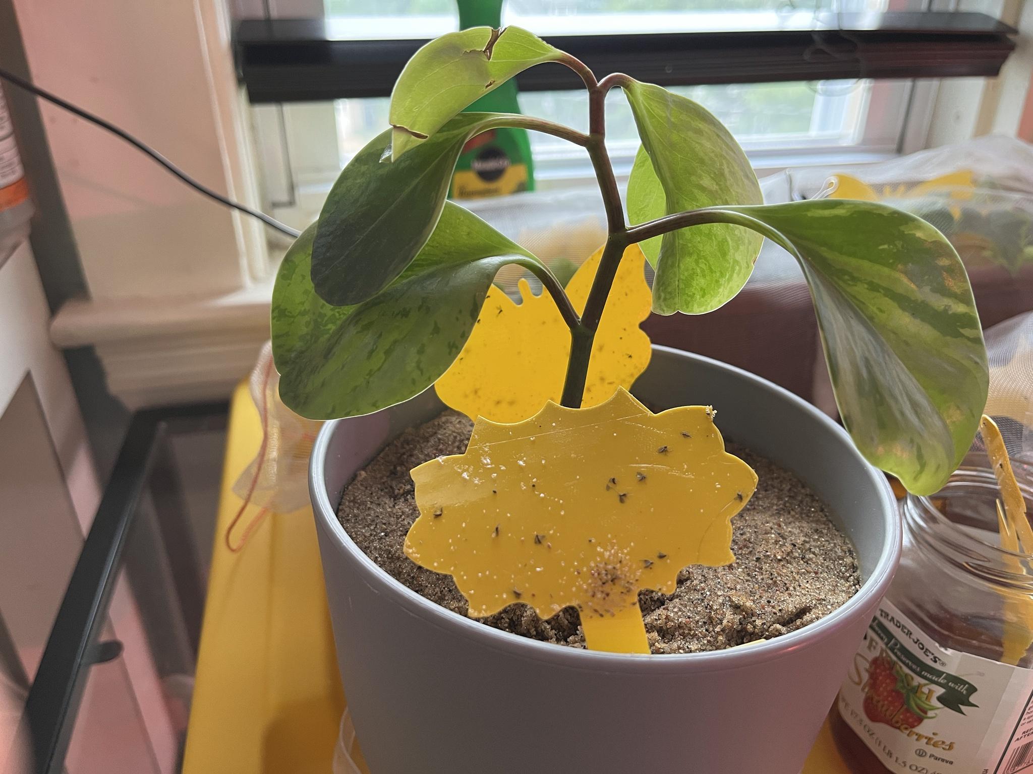 The Enormous Fungus Gnat War of 2022 appears to be over – but my plant is having a peep wonderful sad. Any manner to perk it relief up?￼