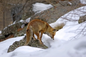 red fox, nature, mammal