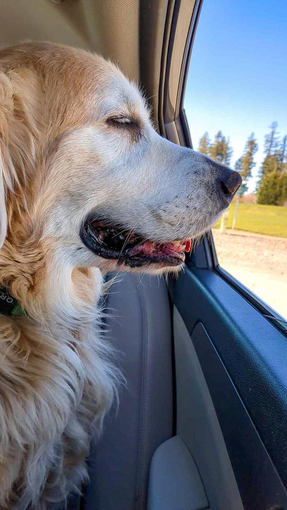 Cooper loves car rides