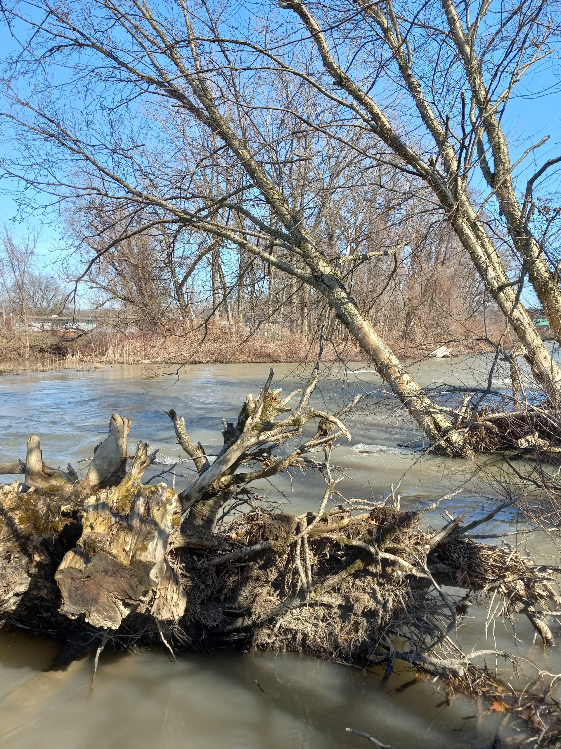 Fallen tree on the river