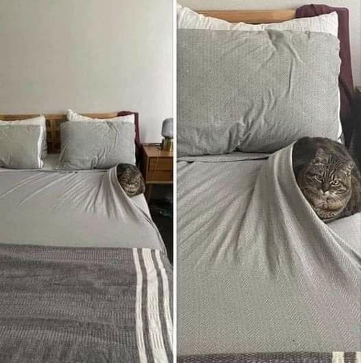 How beds are made when a cat strategies the house.