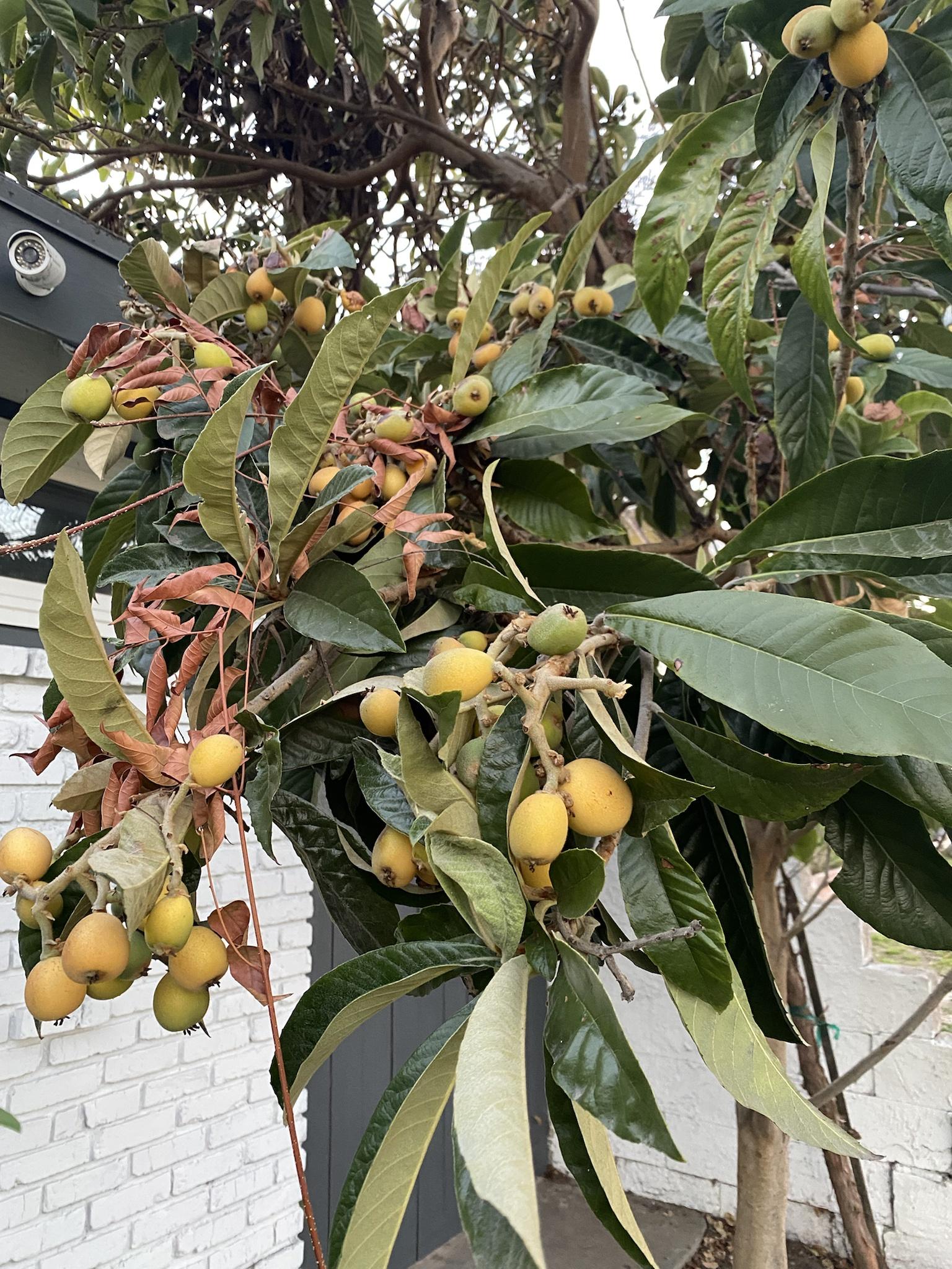What originate of fruit tree is this? Southern CA. Fruit is small admire a plum and feels and tastes admire a plum but has 4 gigantic seeds internal.