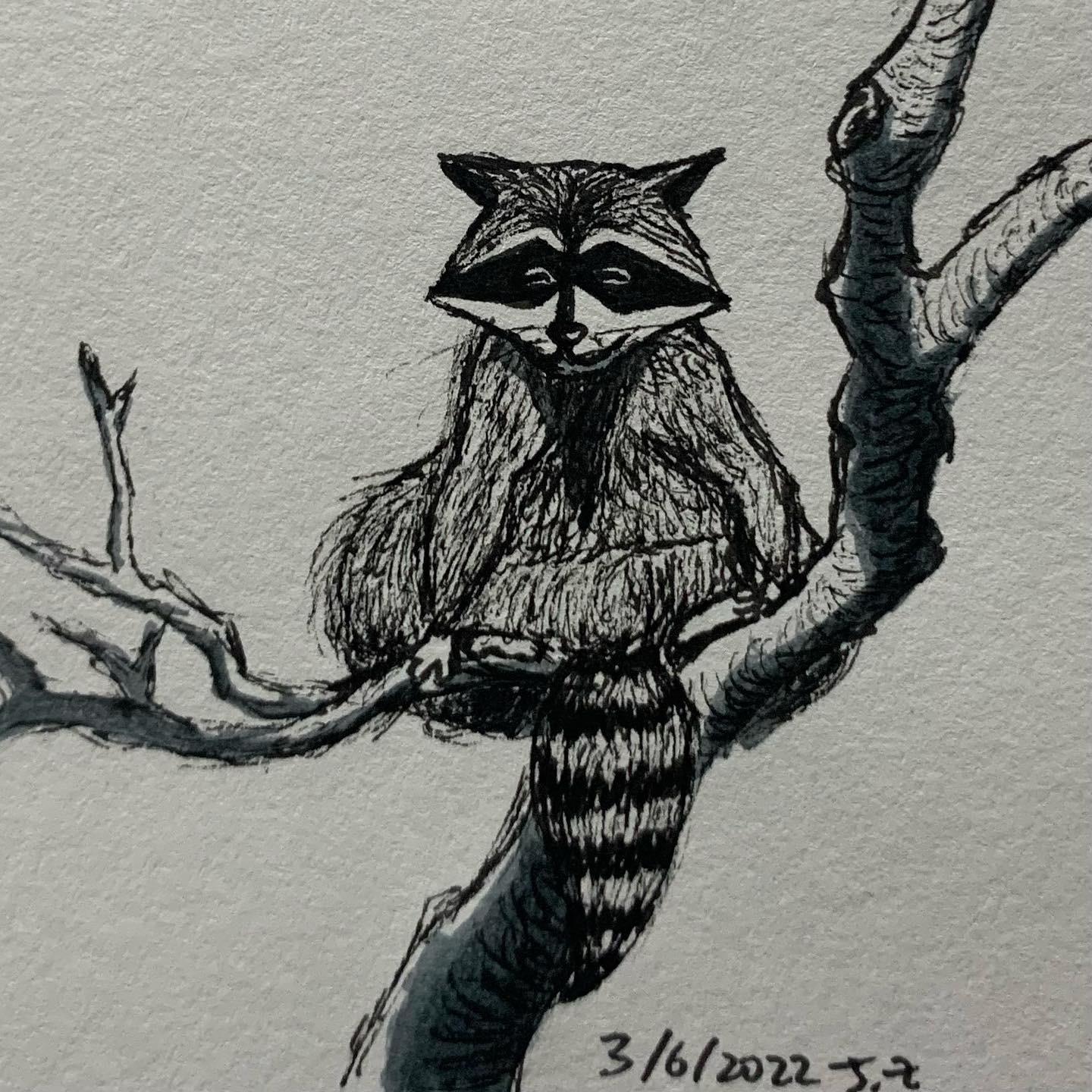 Lisp Raccoon sunbathes on a tree 3/6/2022 Sketchdaily