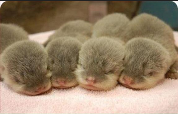 Drowsing Child Otters.