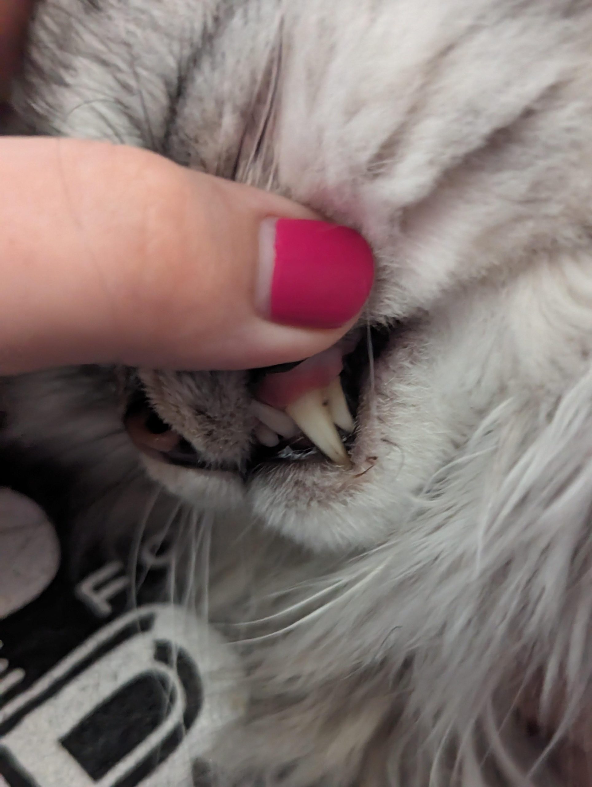 Cat teeth