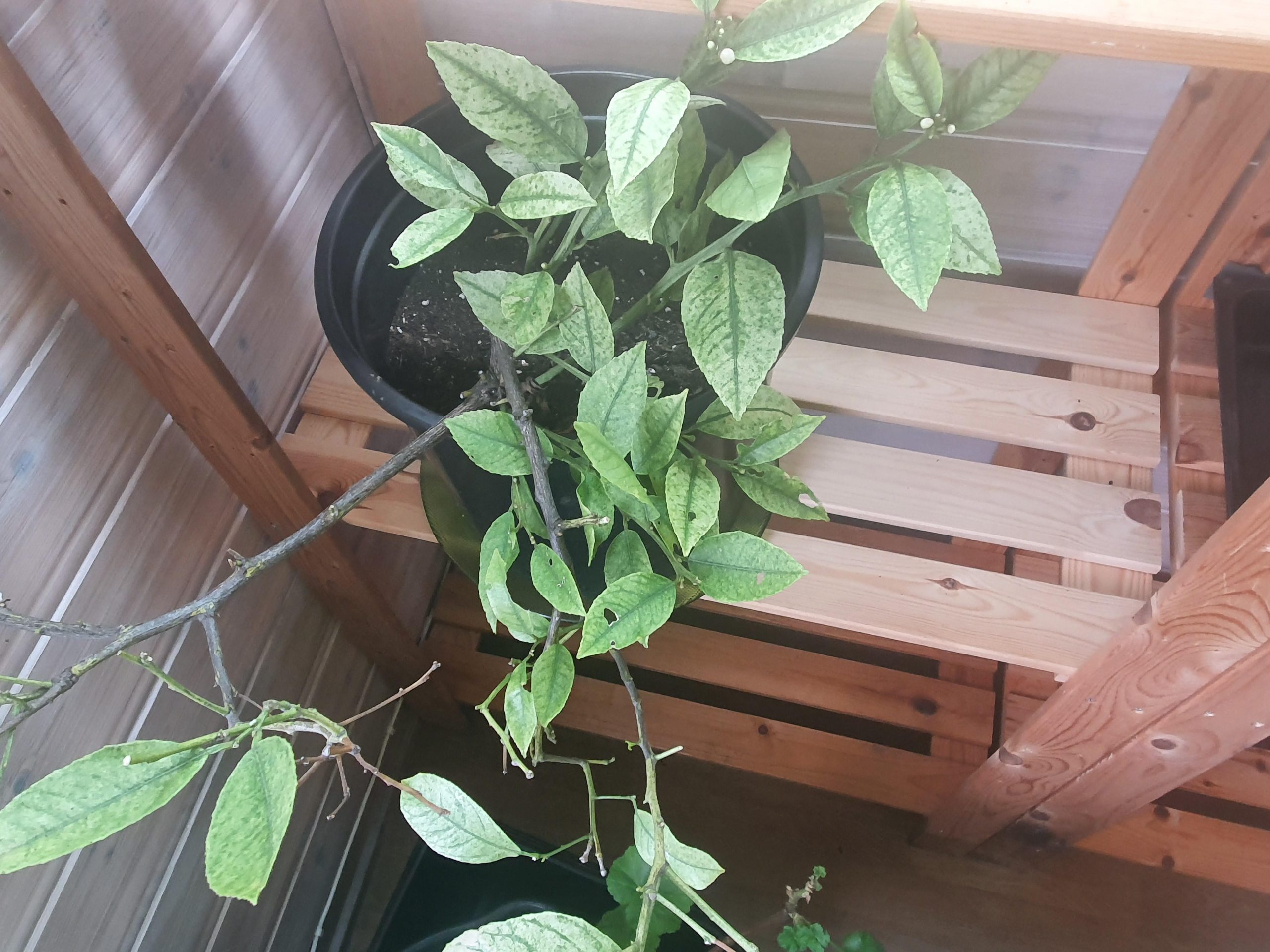 What am i able to raze to place my lemon tree?
