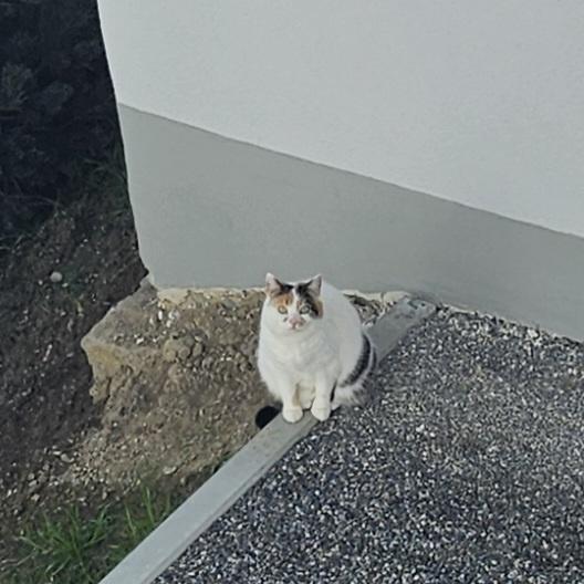 Plump cat having a peer at me in my appartement
