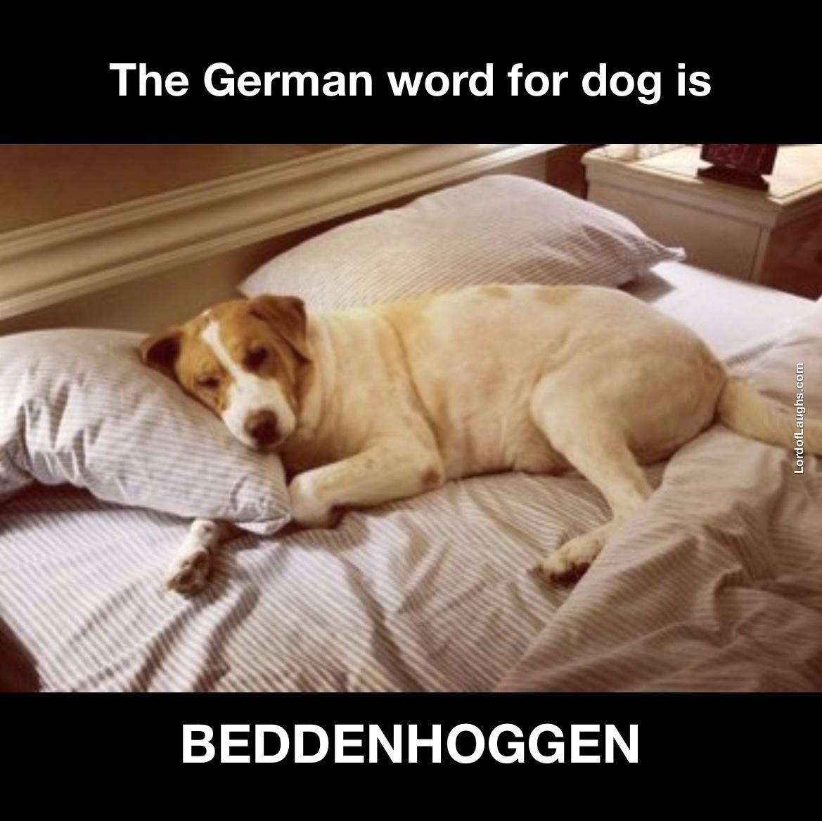 How originate you recount DOG in German?