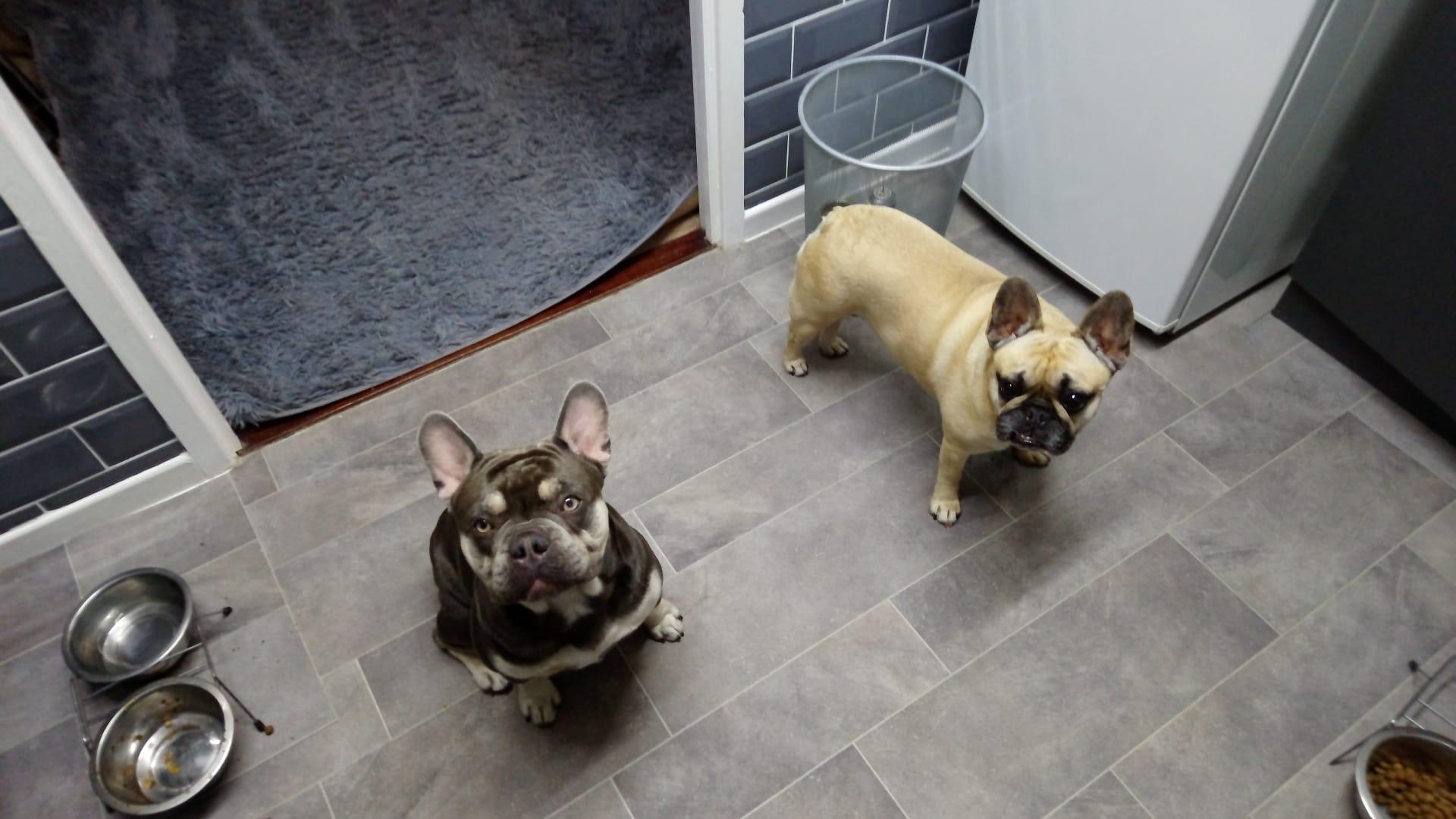 French Bulldogs Loki and Agnes