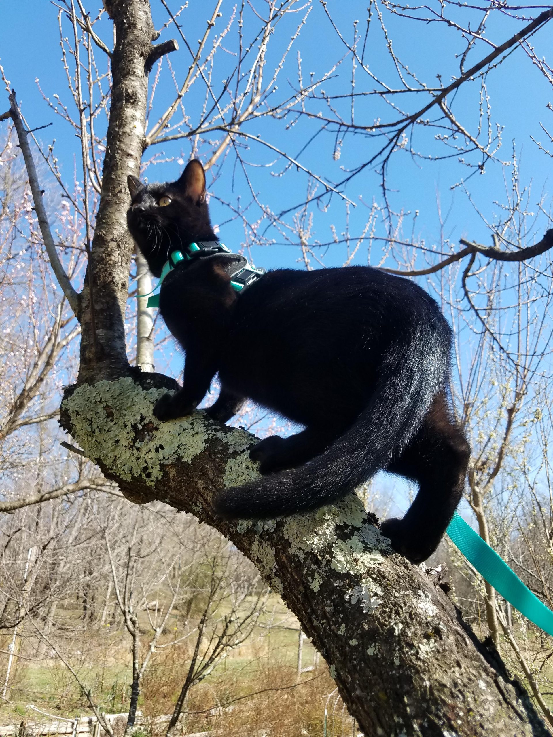 Panther in a tree