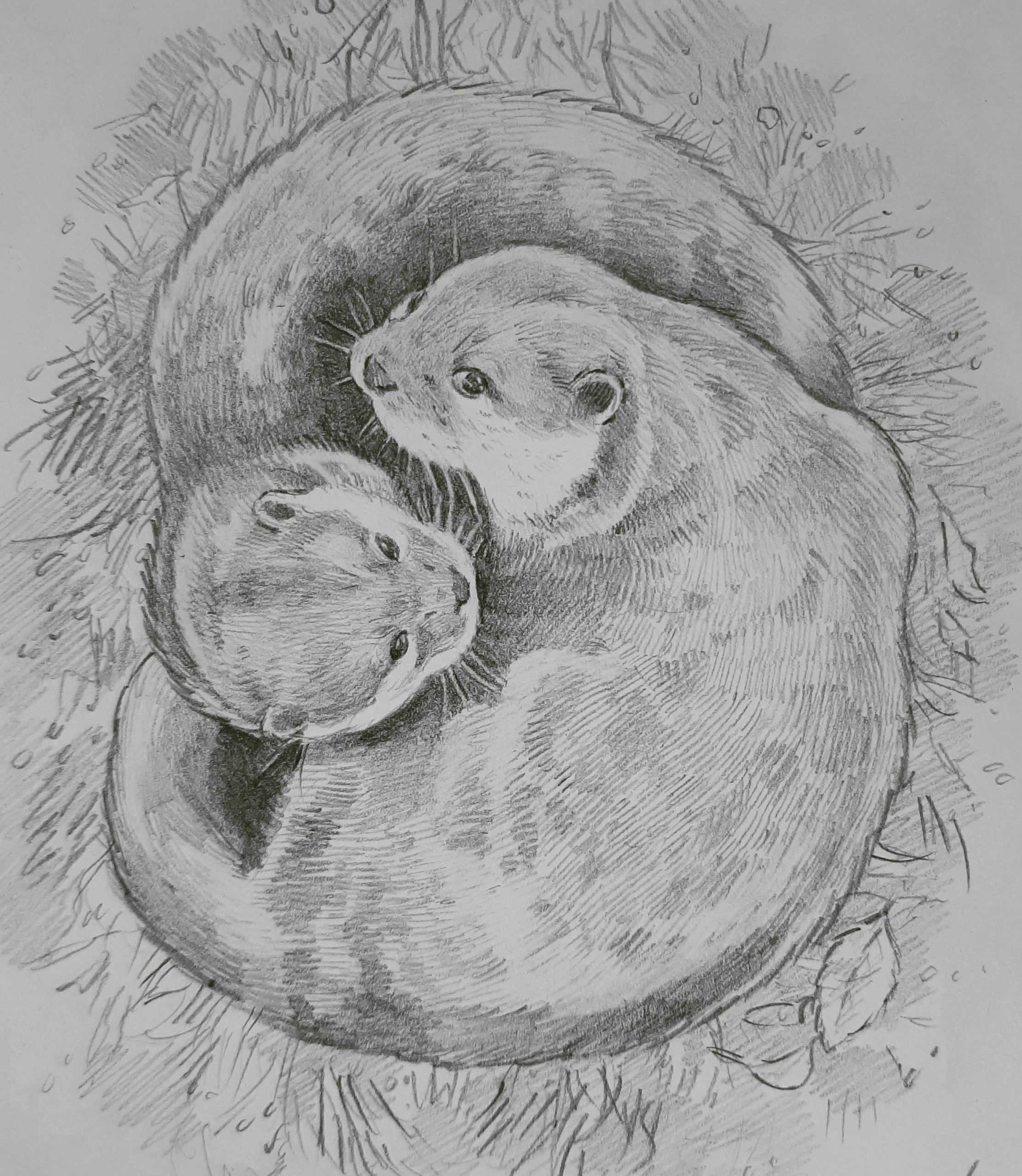 Drawing of two otters