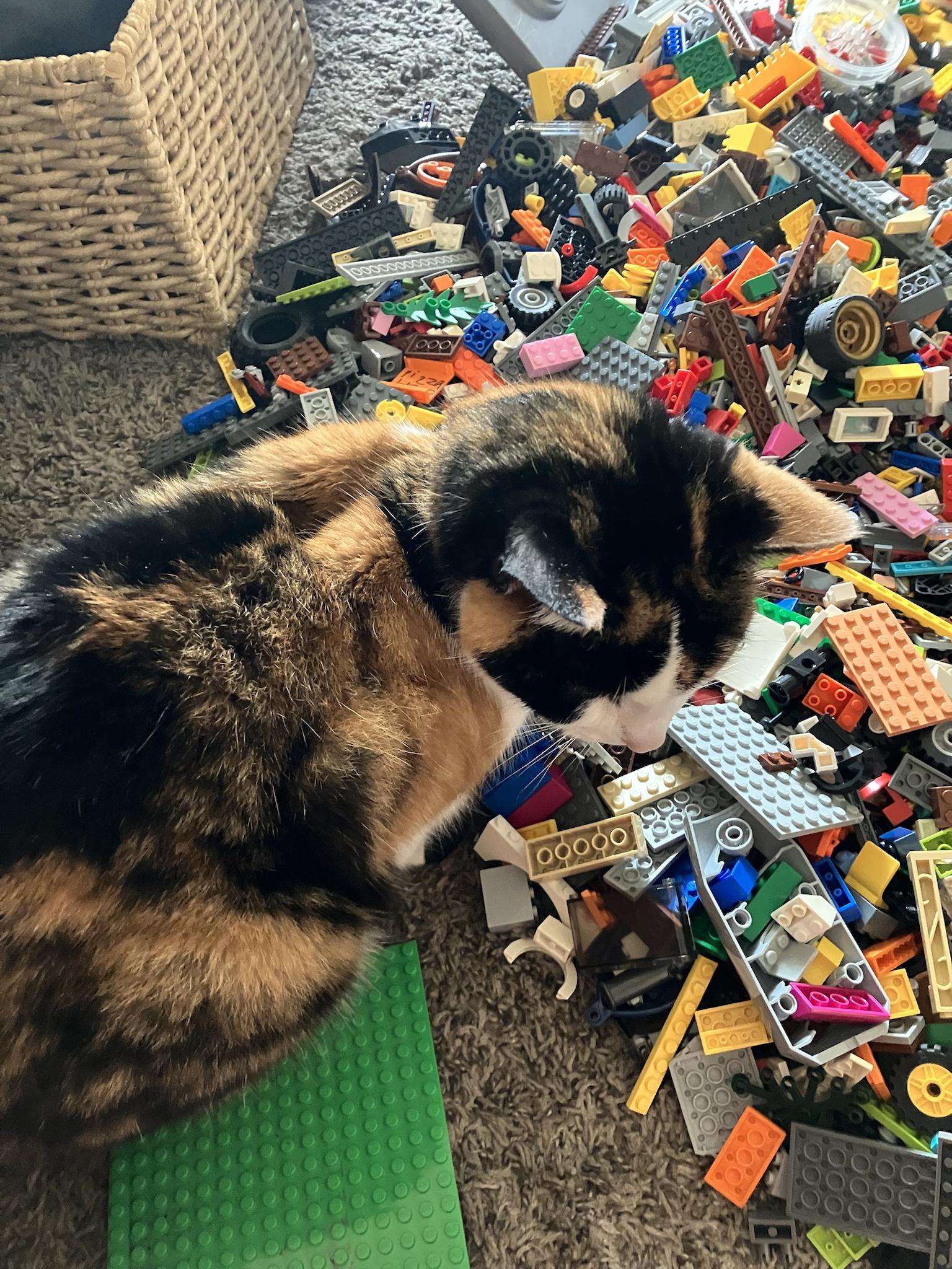 My cat serving to me with my LEGO pictures
