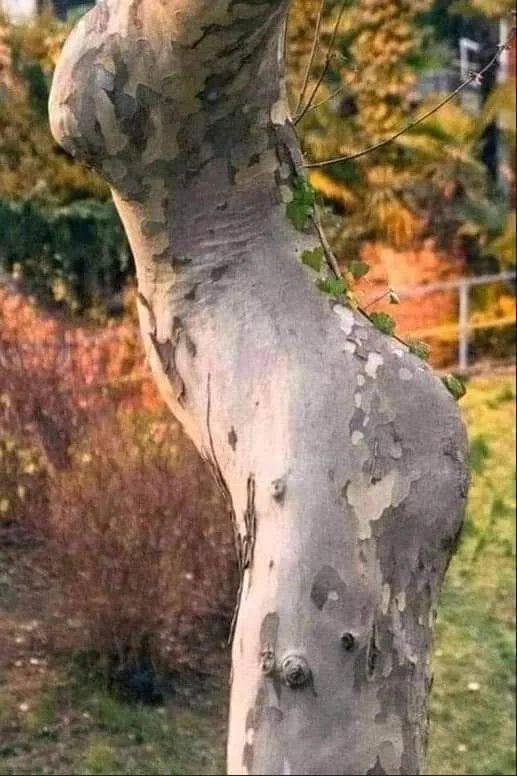 This Tree