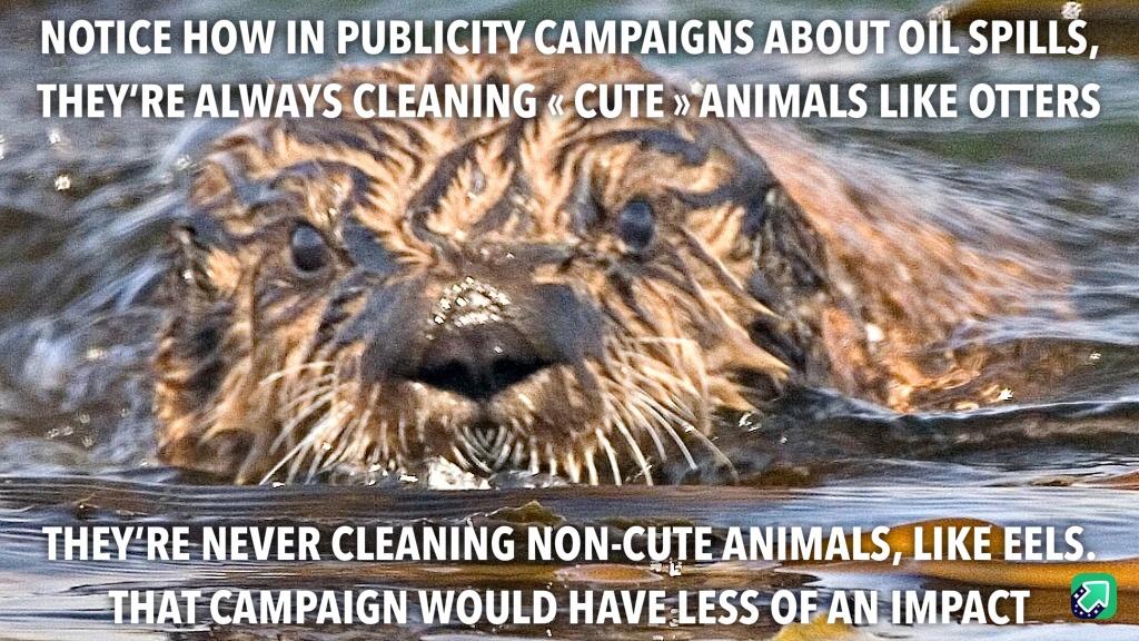They’re continually cleansing « adorable » animals in Oil Spill campaigns
