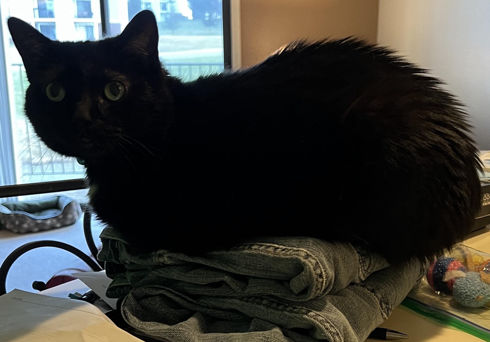 Cat on jeans