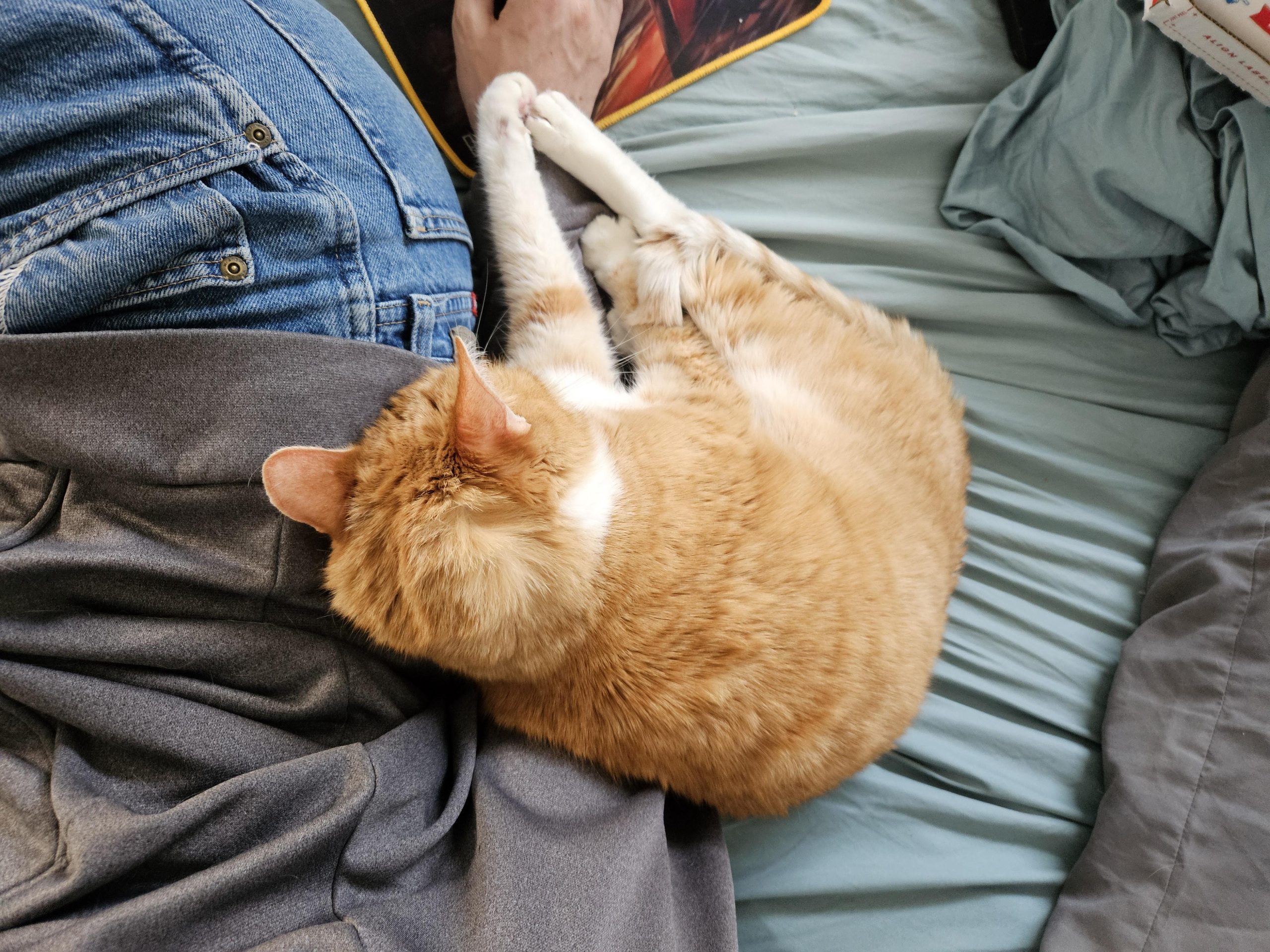 Meatloaf cuddles the butt whereas I play video games.