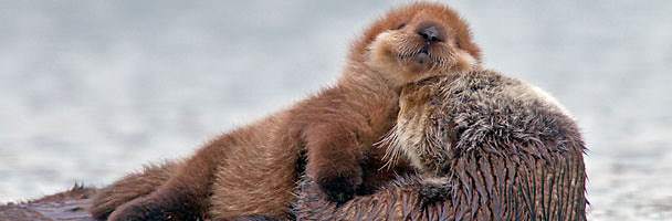 Otter cuddles