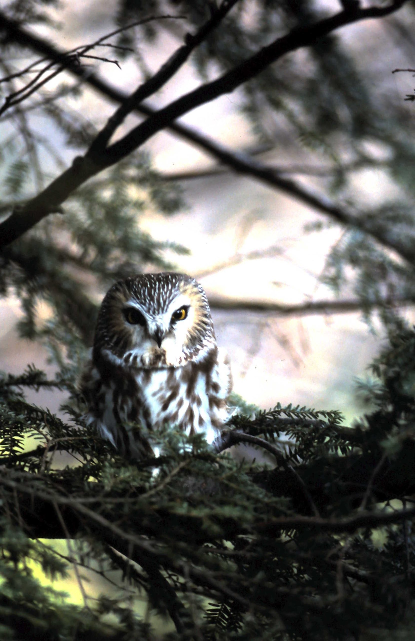 Saw-whet owl in a hemlock tree