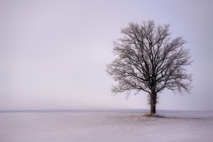 snow, winter, tree