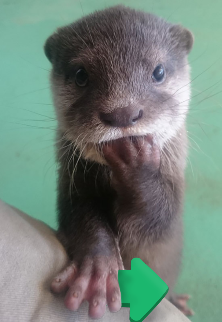 otters with upvotes