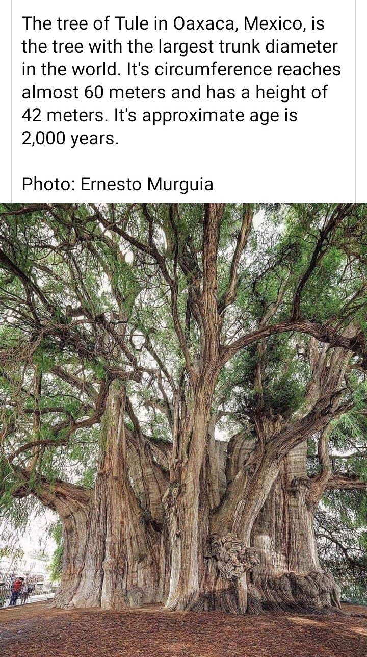 Tree of Tule