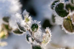 plant, ice crystals, winter