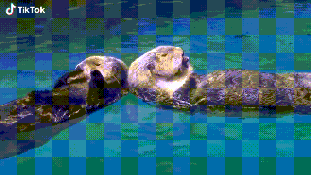It be exact, sea otters retain palms.