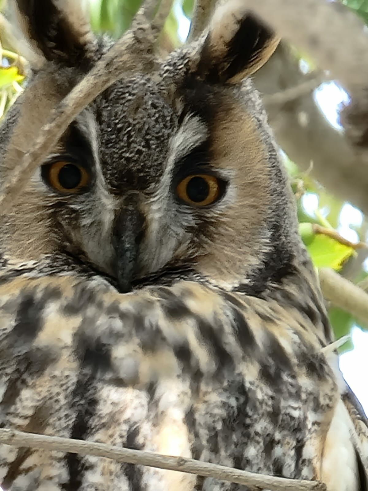 Qualified Tree Owl