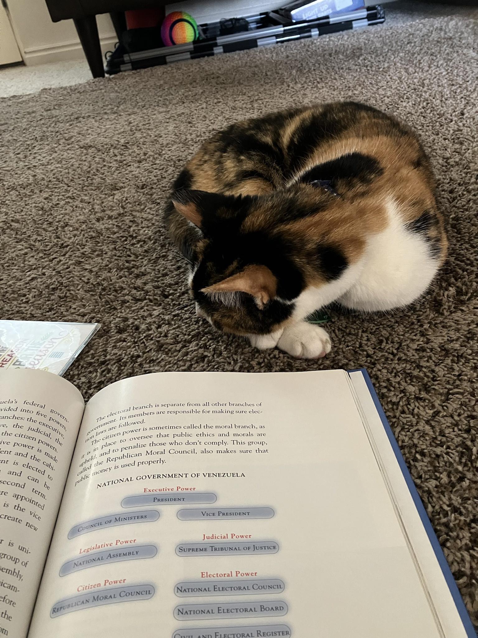 My cat helping me learn