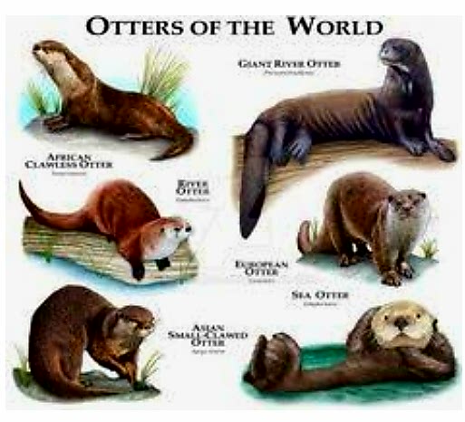 Otters of the enviornment.
