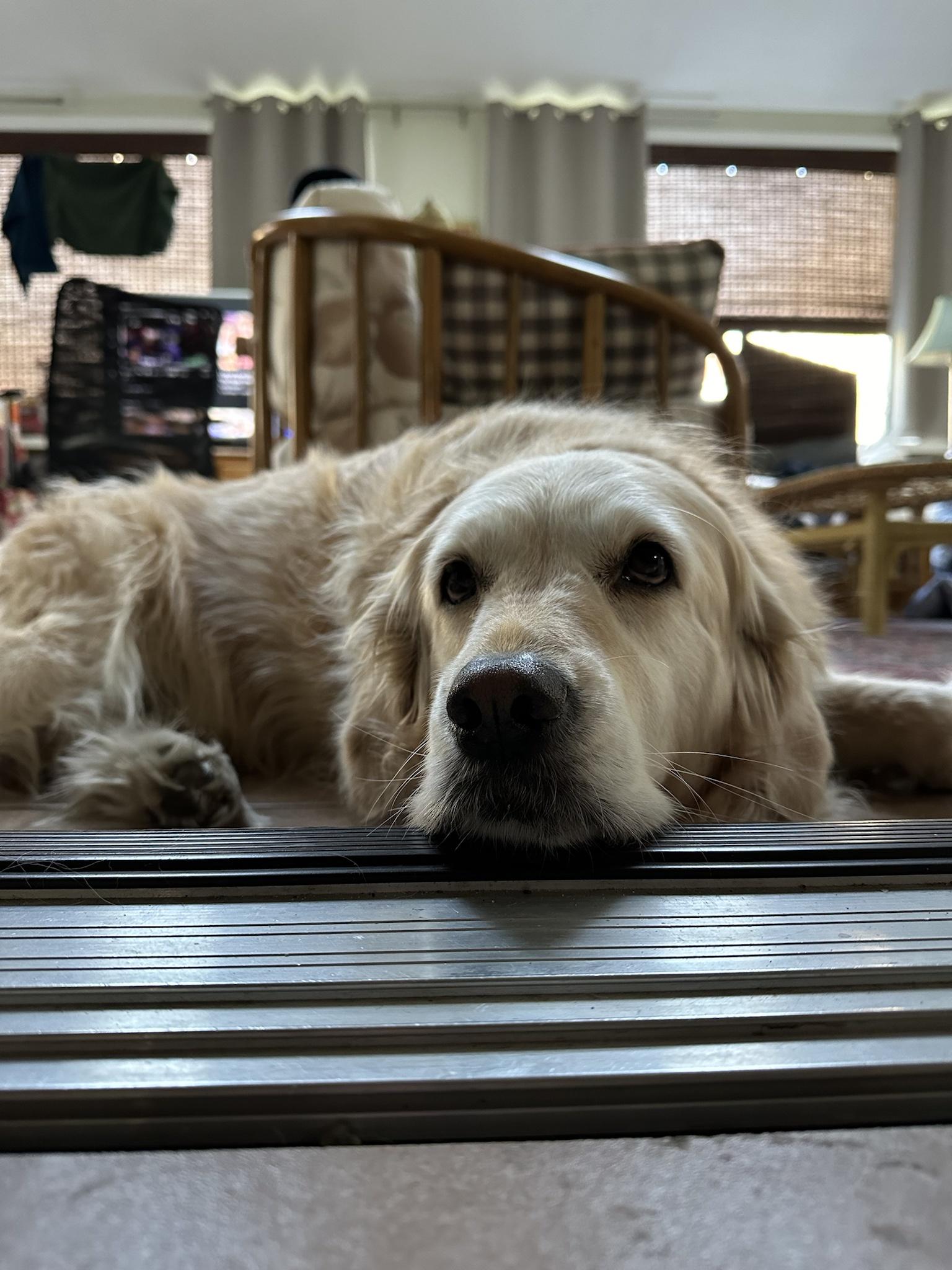 The relaxation might possibly additionally be a chin relaxation in the event you are a golden retriever