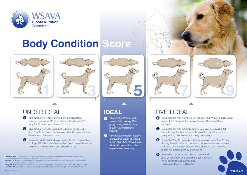 Labrador Retriever – BCS Chart