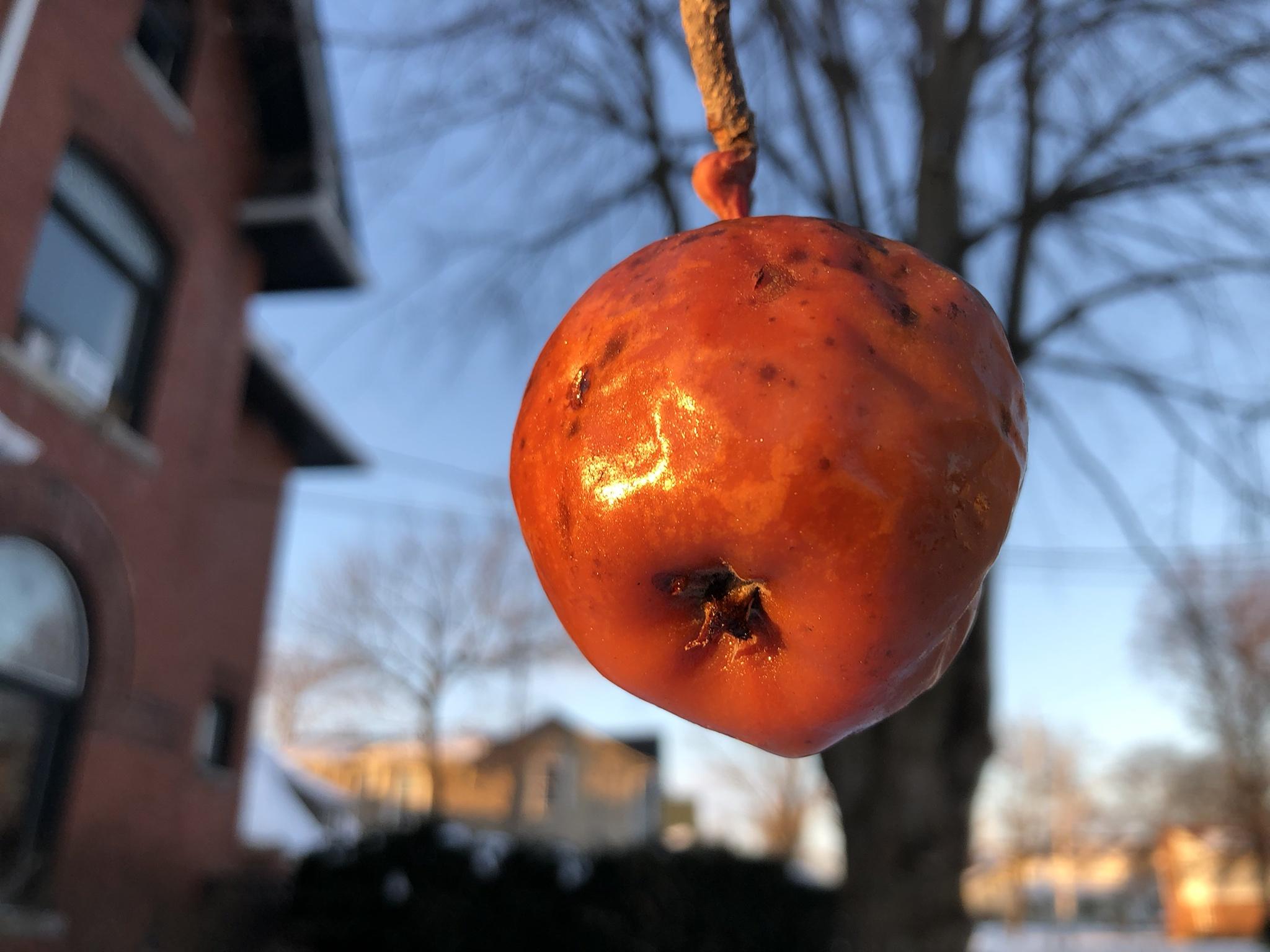 We left some apples on the tree for the native natural world. Sexy cool sunny day.