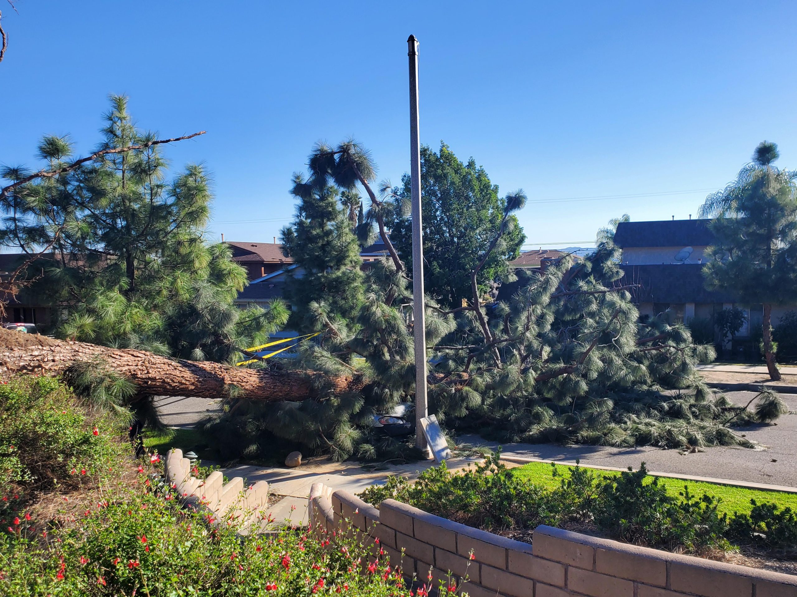 Big Pine tree fell in front of our residence from a gigantic wind storm