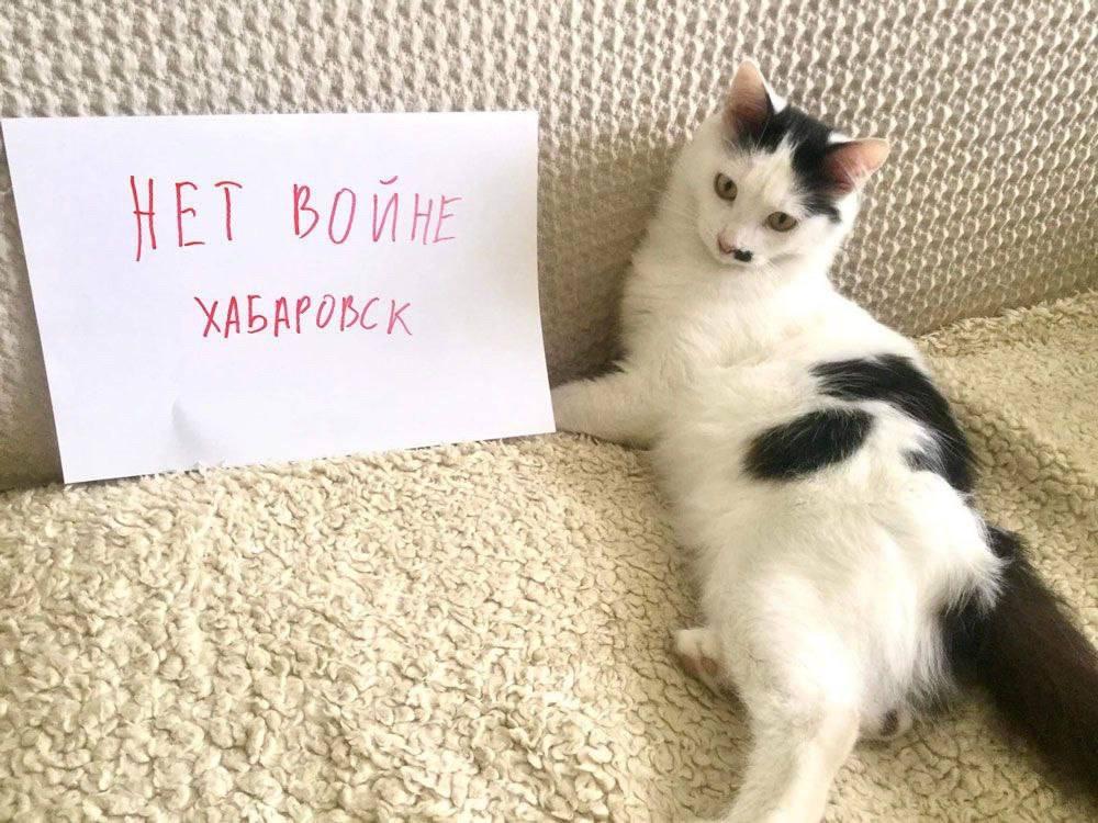 Russian Anti battle photos with kittens, which protestors print and display in public spaces (pretty than their bear photos for privateness causes)