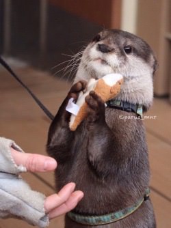 Otter be ashamed of your self