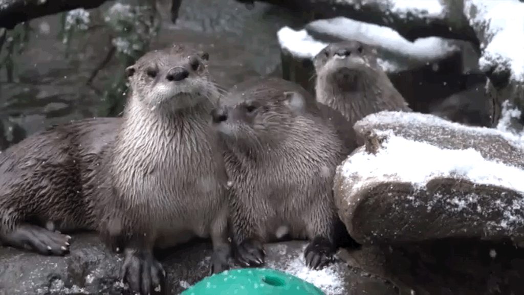 Otters taking half in within the snow