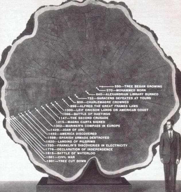 Aged Tree