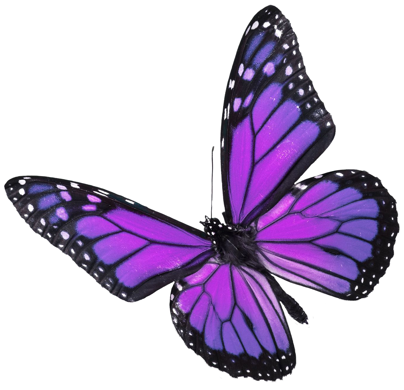 horny purple png butterfly
