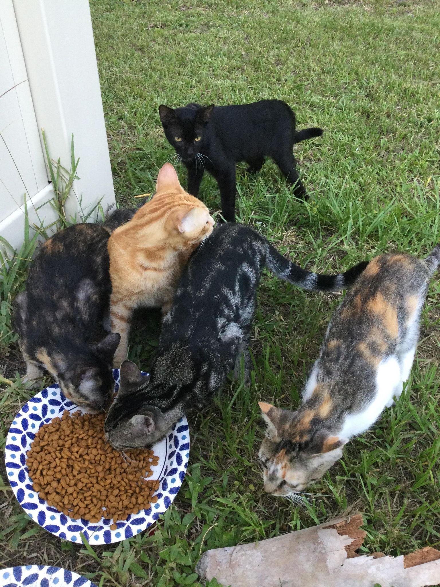 Feral Cat Colony Feeding