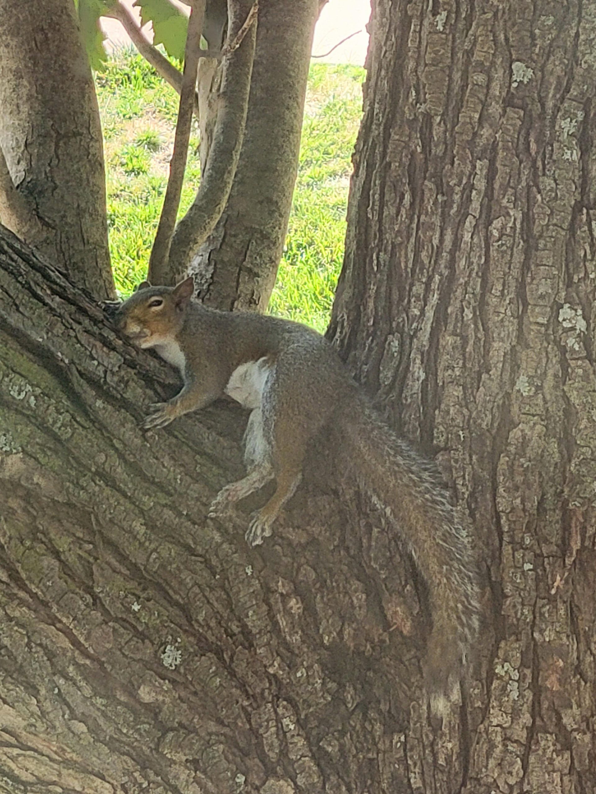 Squirrel in a tree on a sizzling summer day in KC