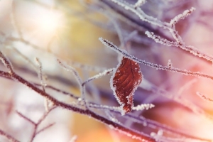 winter, frost, nature